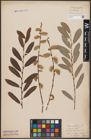 Foto von Salix aurita L. x Salix purpurea L.